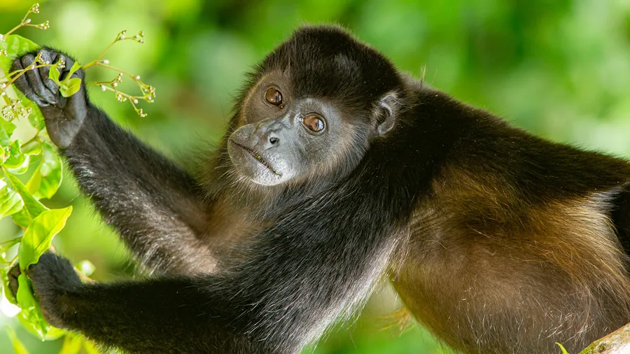 Costarican Jewels Coast to Coast