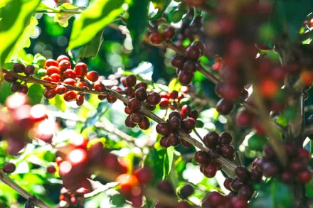 Day 02: City of San Jose – Poas Volcano – Doka Coffee Tour