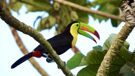 Day 04: Tortuguero National Park