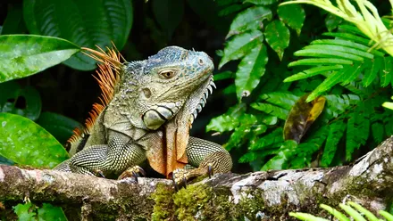 Day 04: Tortuguero National Park