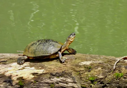 Day 04: Tortuguero National Park