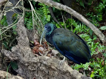 Day 04: Tortuguero National Park